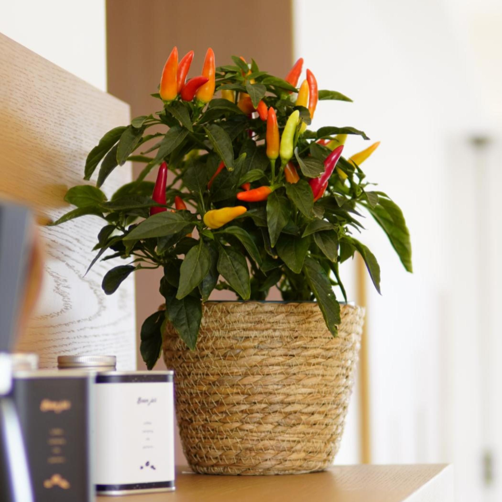 【喜悦】3A级爆果辣椒盆栽带果带花阳台庭院四季开花结果观赏绿植