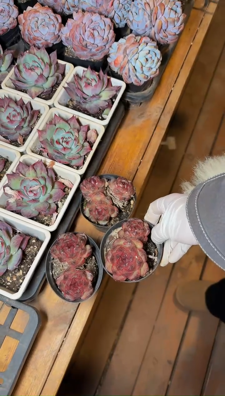 80#弗瑞希2-3头不包整（7-9cm）带土球