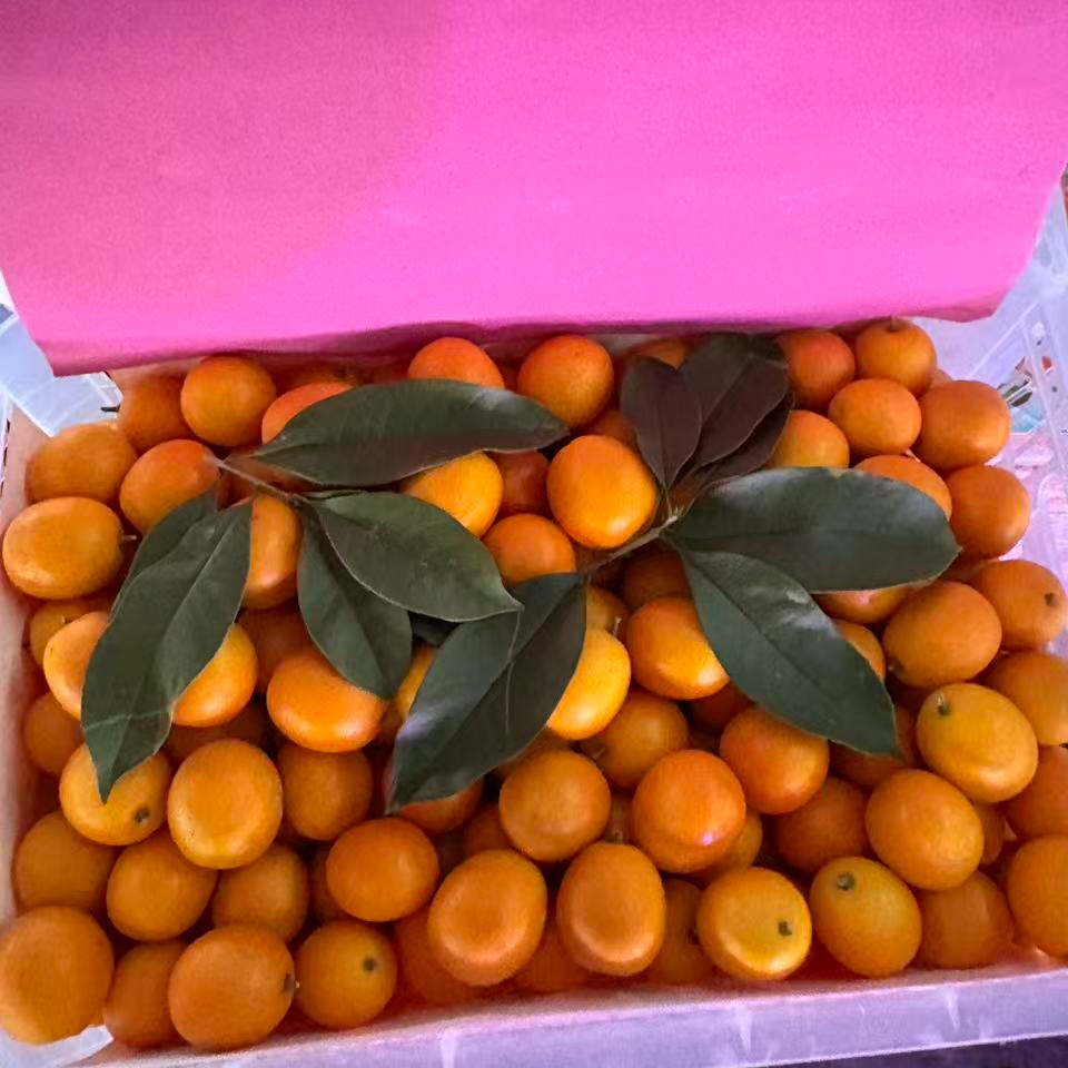 脆蜜金柑 500g 顺丰包邮