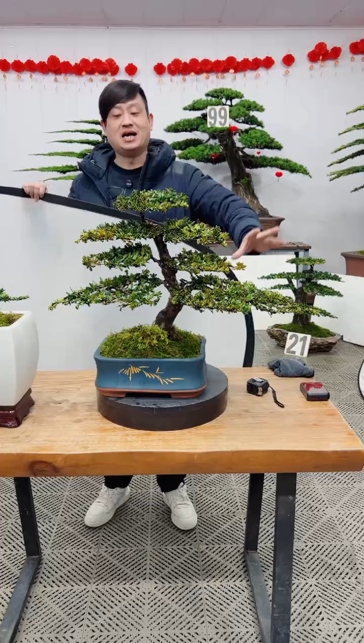 【闪购商品】盆景盆景