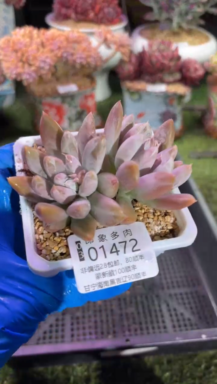 【闪购商品】01472