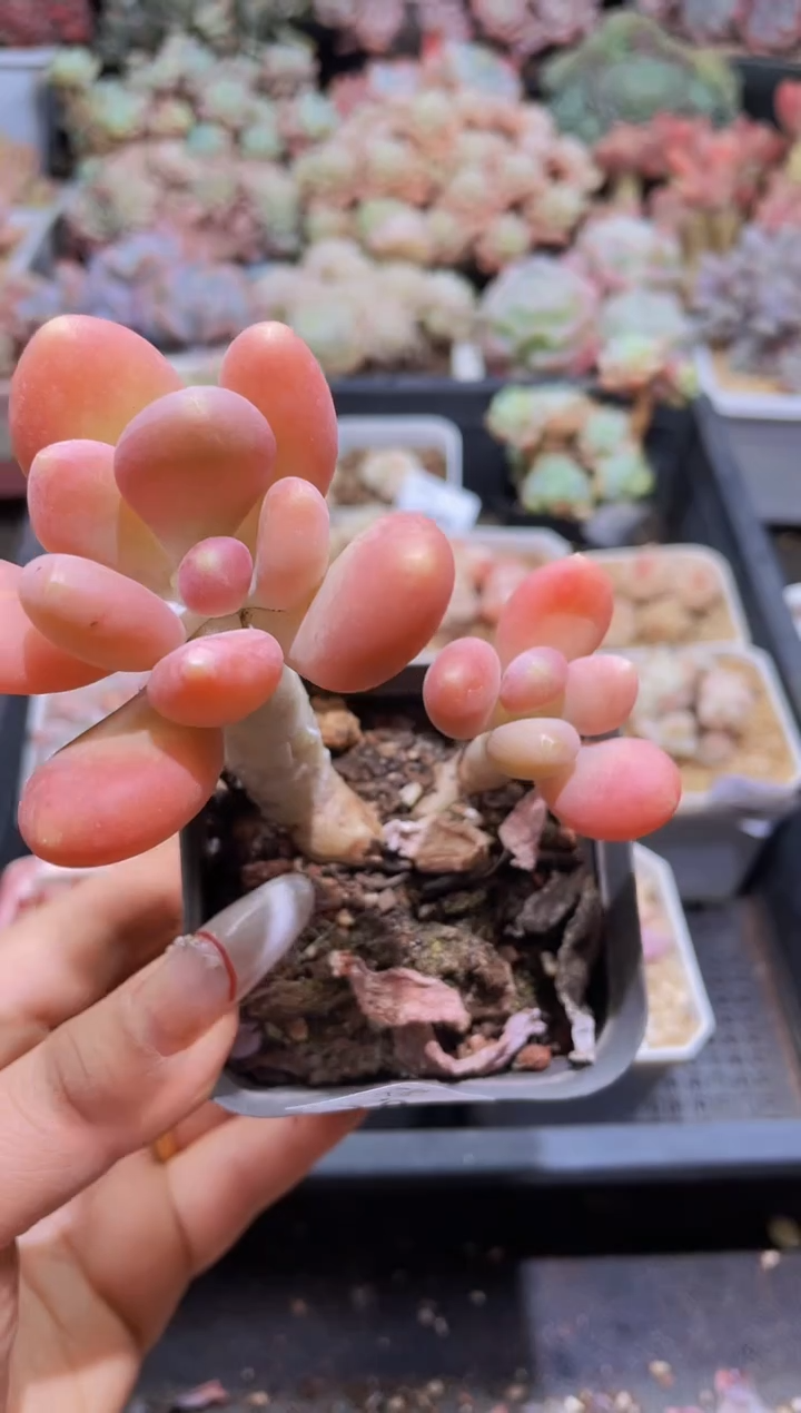 【闪购商品】292金蝉不包整