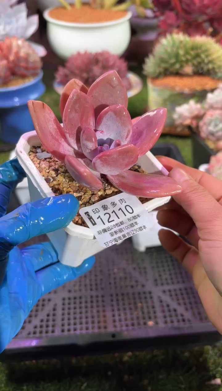 【闪购商品】12110