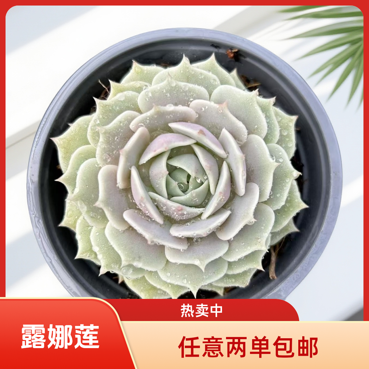 单头露娜莲紫色多肉 带盆土（任意两单包邮）