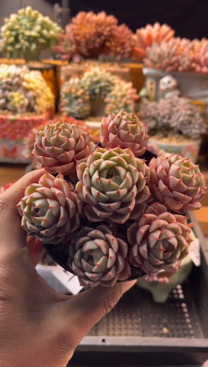 12.21-22苯巴蒂斯111