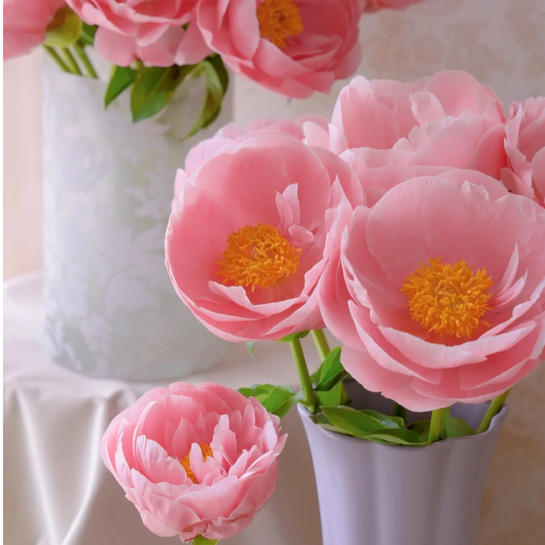 【鲑鱼雪纺】重瓣芍药直播间芍药基地直发高品质鲜切花鲜花