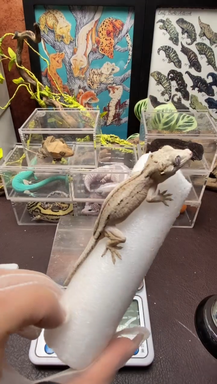 盖勾亚守宫鳞与尾 Scale Tail 爬宠