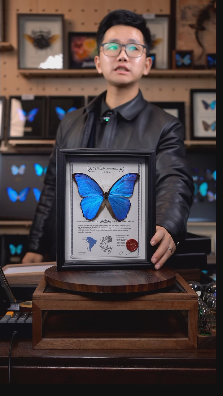 蝴蝶标本摆件竞拍大蓝闪蝶d812