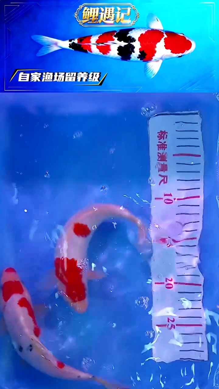 锦鲤12月25日锦鲤19