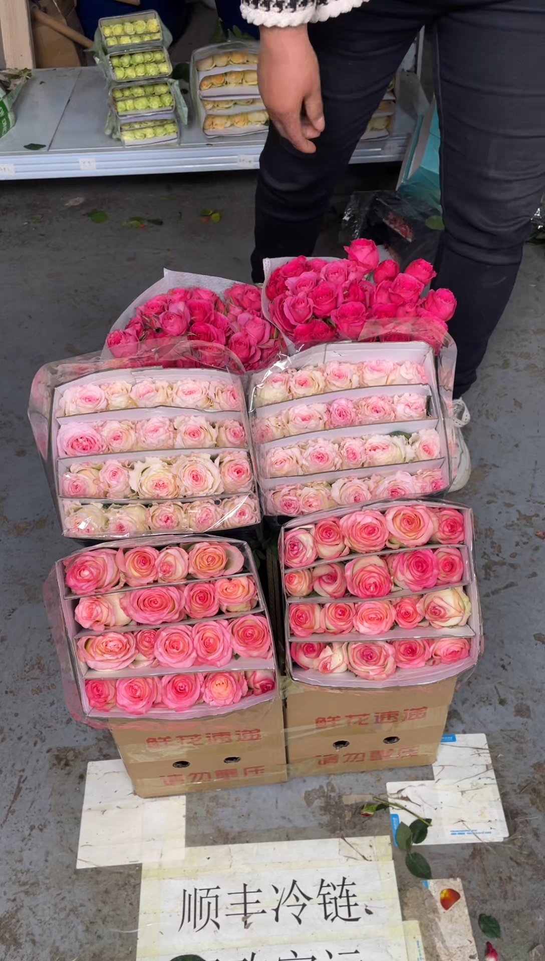 艾沙20枝+洛神20枝+苏菲10枝