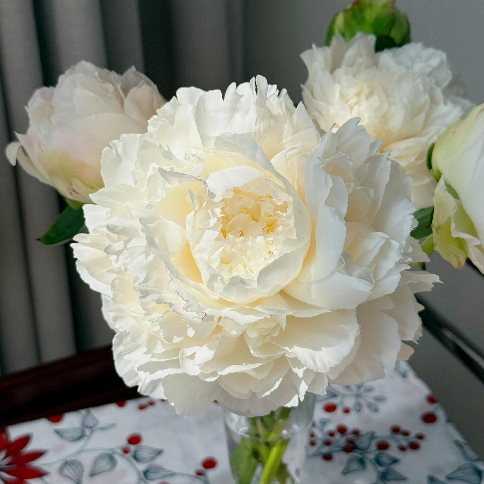 【卡尔克莱姆-芍药花苗】重瓣芍药花苗带芽四季开花阳台庭院盆栽