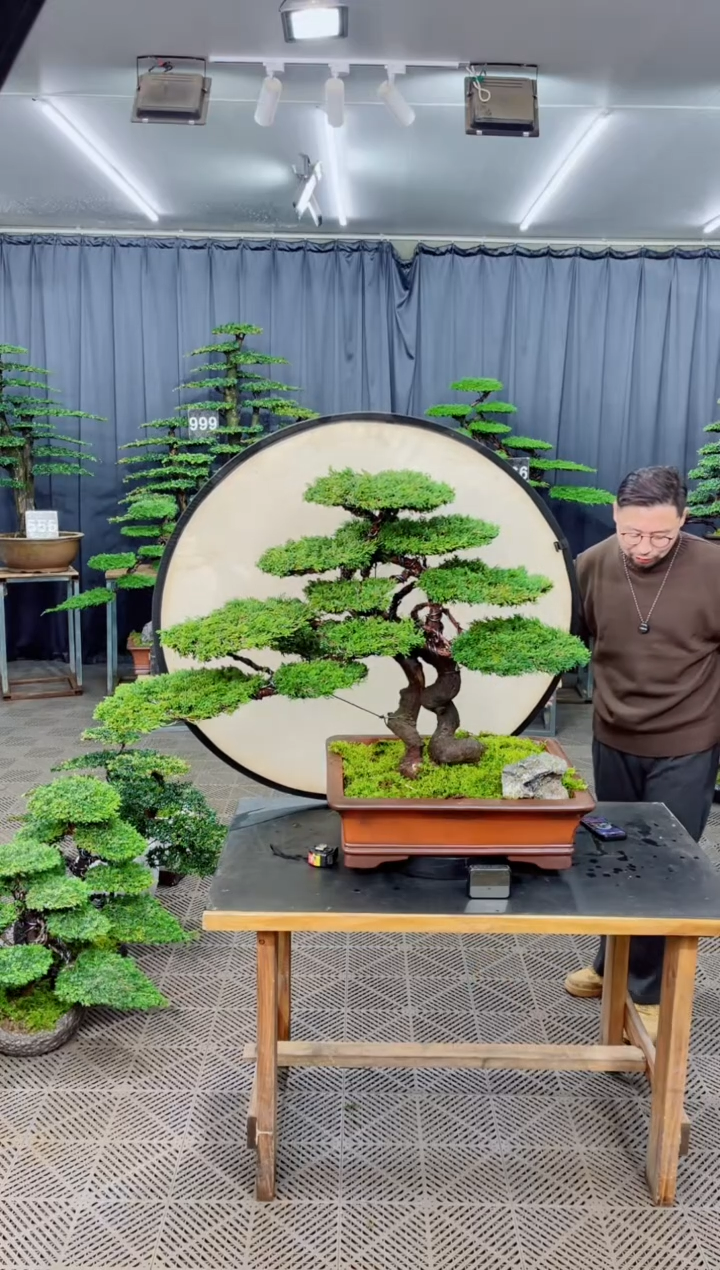 无花朵迎客松1111