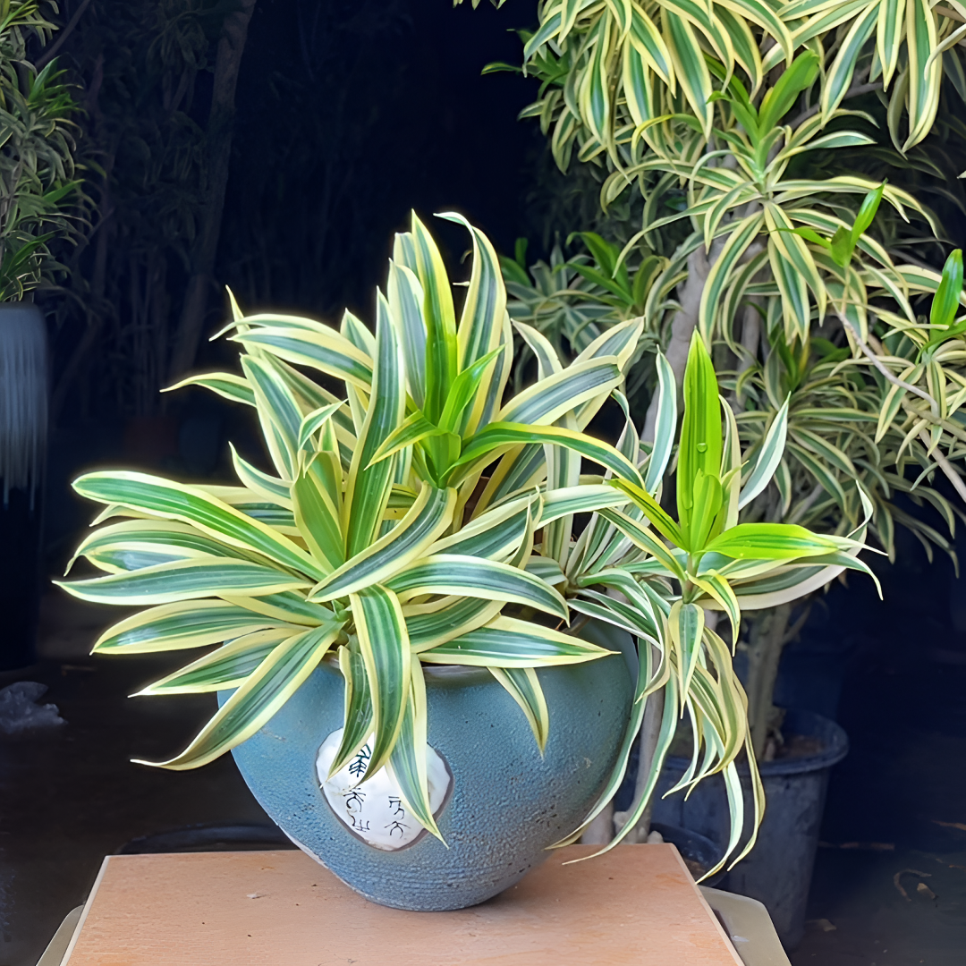 金边百合竹虎皮兰热植网红爆款盆栽室内绿植桌面阳台庭院客厅