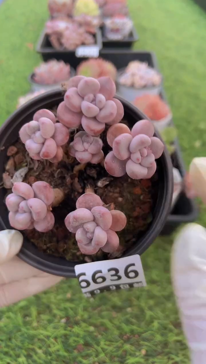 【闪购商品】信福多肉一物一拍