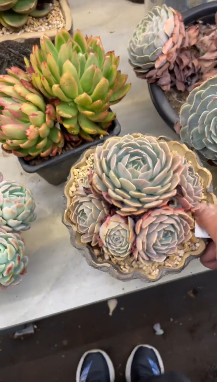 【闪购商品】137天赐