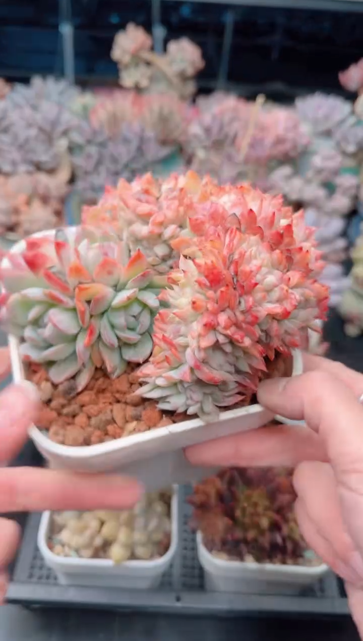 【闪购商品】7465.