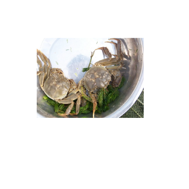 公1.8-2两/8只+母1.4-1.6两8/只 共16只