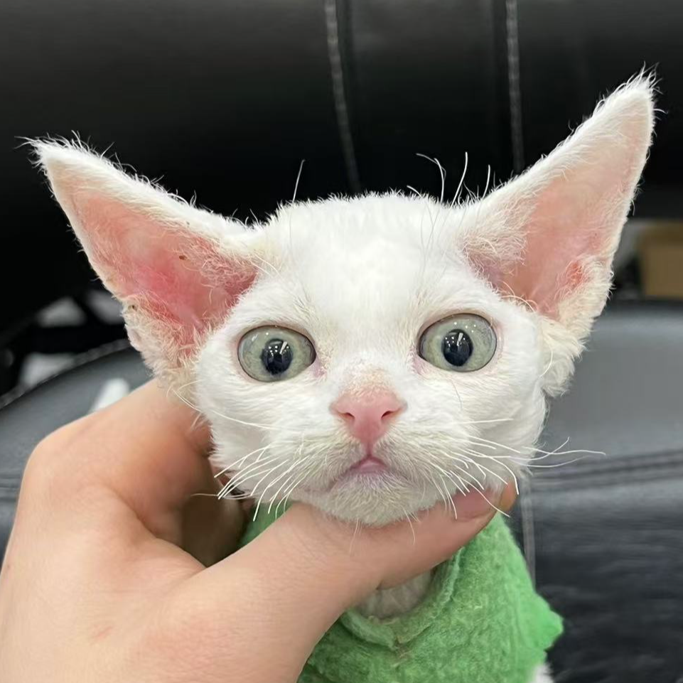 来了姊妹-纯白德文猫 弟弟 43