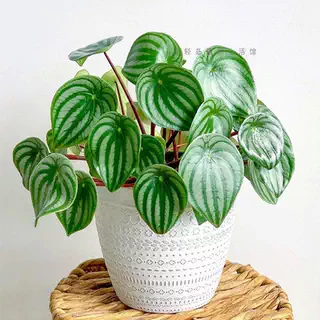 麒麟瓜西瓜皮椒草盆栽豆瓣绿绿植室内观叶植物好养易活水培ins风