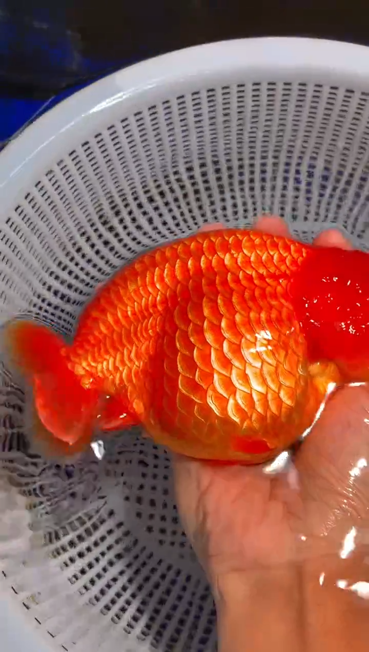 金鱼（运费到付，马印灯下展示）福州追鱼兰寿金鱼