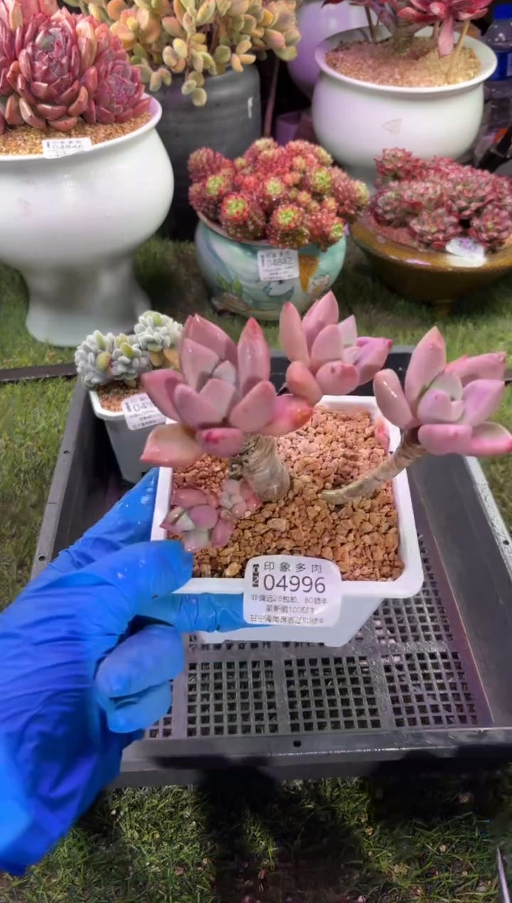 【闪购商品】04996