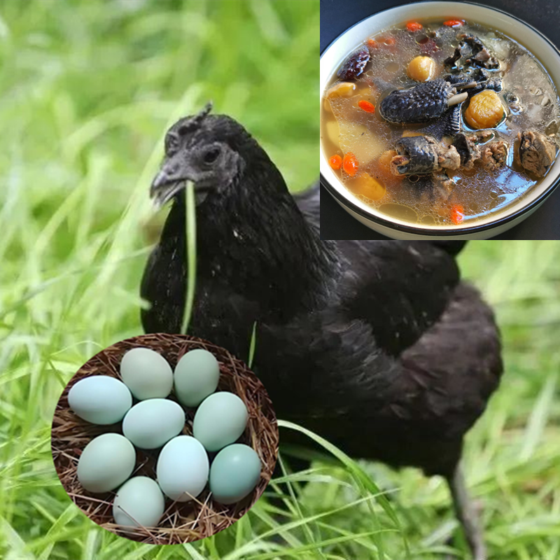 散养纯种五黑鸡肉 质鲜美煲汤味道好