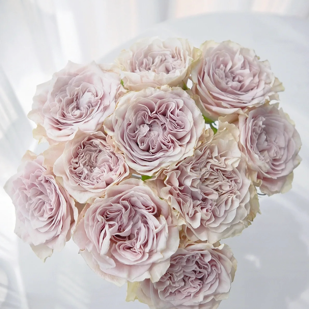 貂蝉，单头玫瑰，1单冷链包邮，2单升级顺丰冷链，远的发德邦