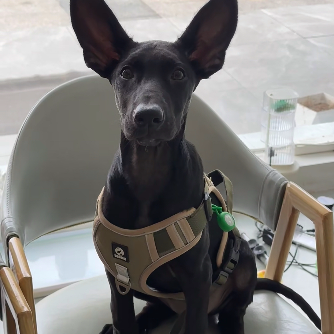 黑狼马犬莱州红等狗狗活体链接