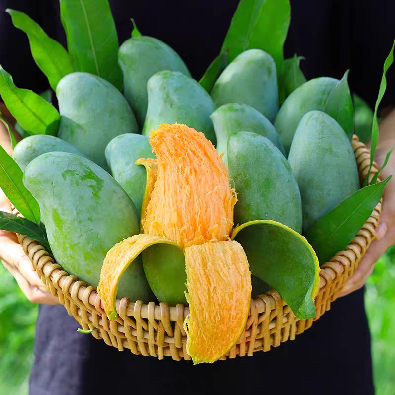 Z3【放软吃】正宗广西百色桂七芒果当季新鲜水果老树果香甜多汁