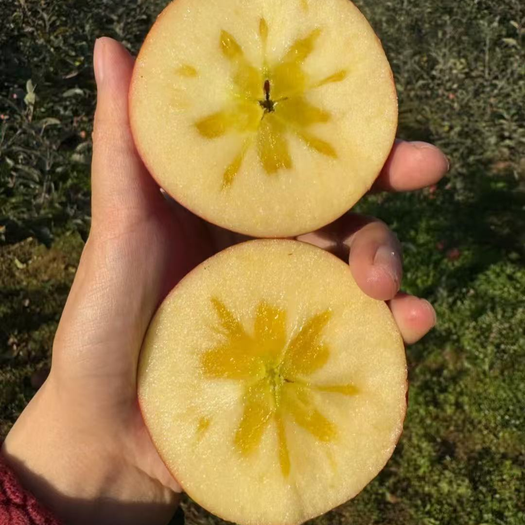 正宗云南高山丑苹果新鲜现采现摘脆甜多汁