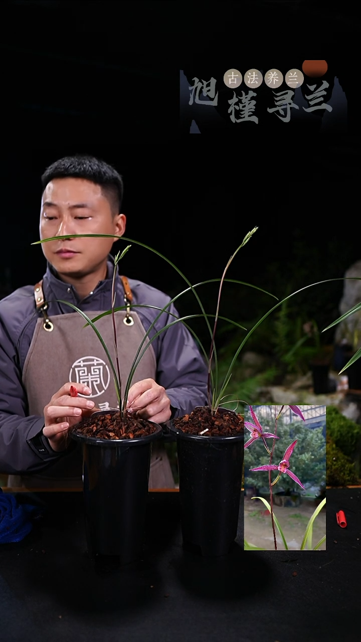 当前无花栽培后可以开花汤*礼细叶寒兰紫龙王（龙头苗带花杆）