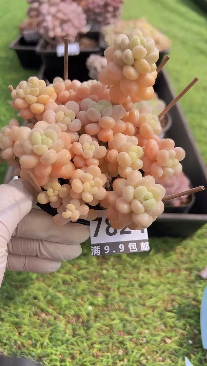 【闪购商品】信福多肉一物一拍