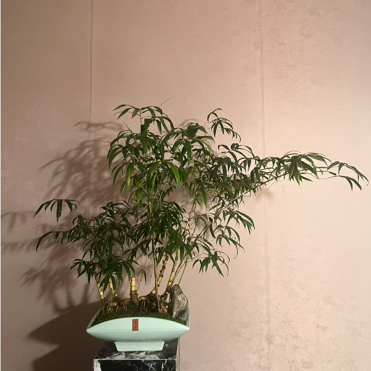 【言一精选】顺丰发货 A008 提根金丝佛肚竹/老桩/