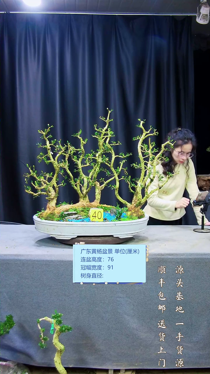 【闪购商品】黄杨盆景艺术黄杨盆景艺术