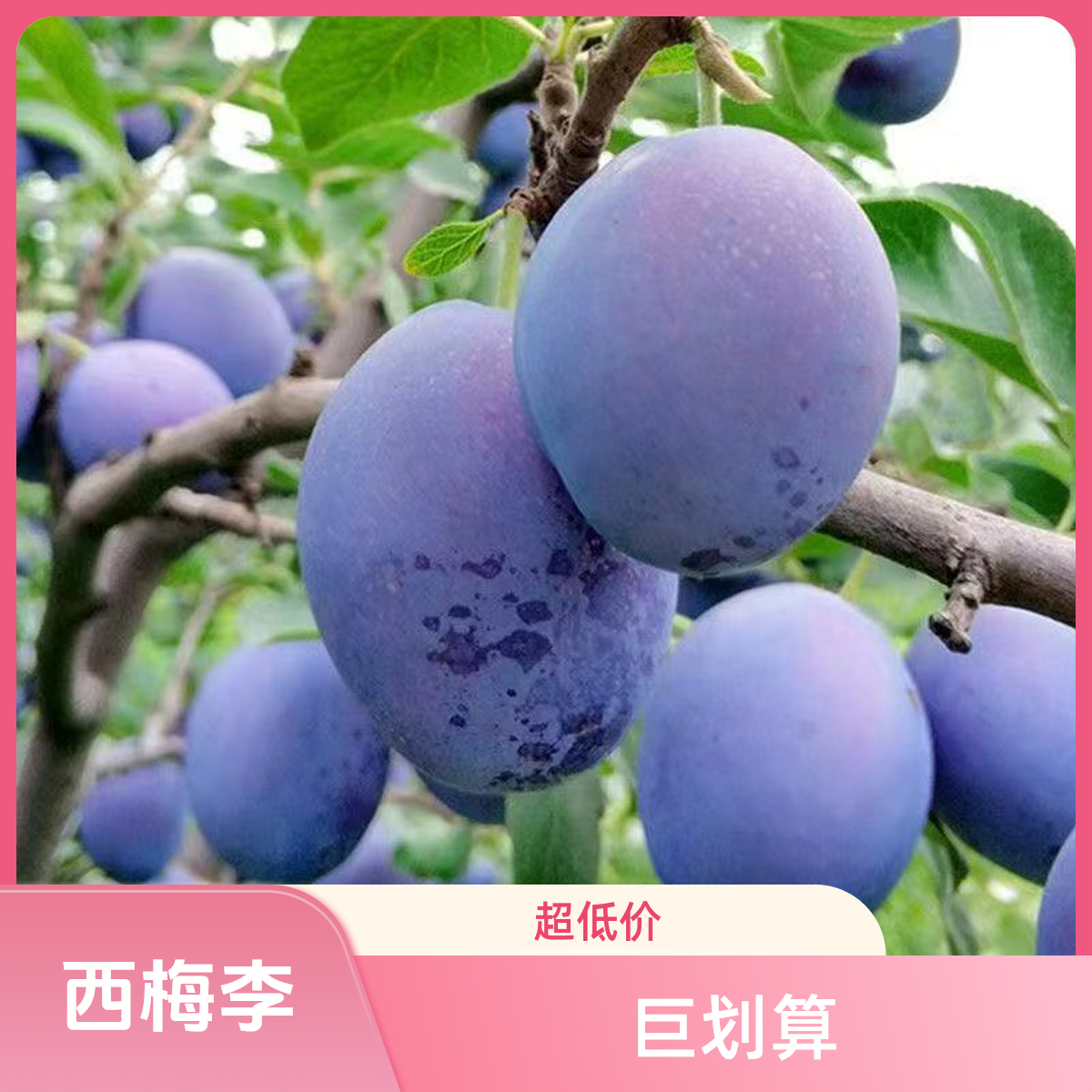 嫁接西梅南北方盆栽地栽可种