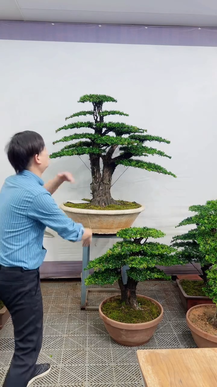 无花朵造型盆景一物一拍