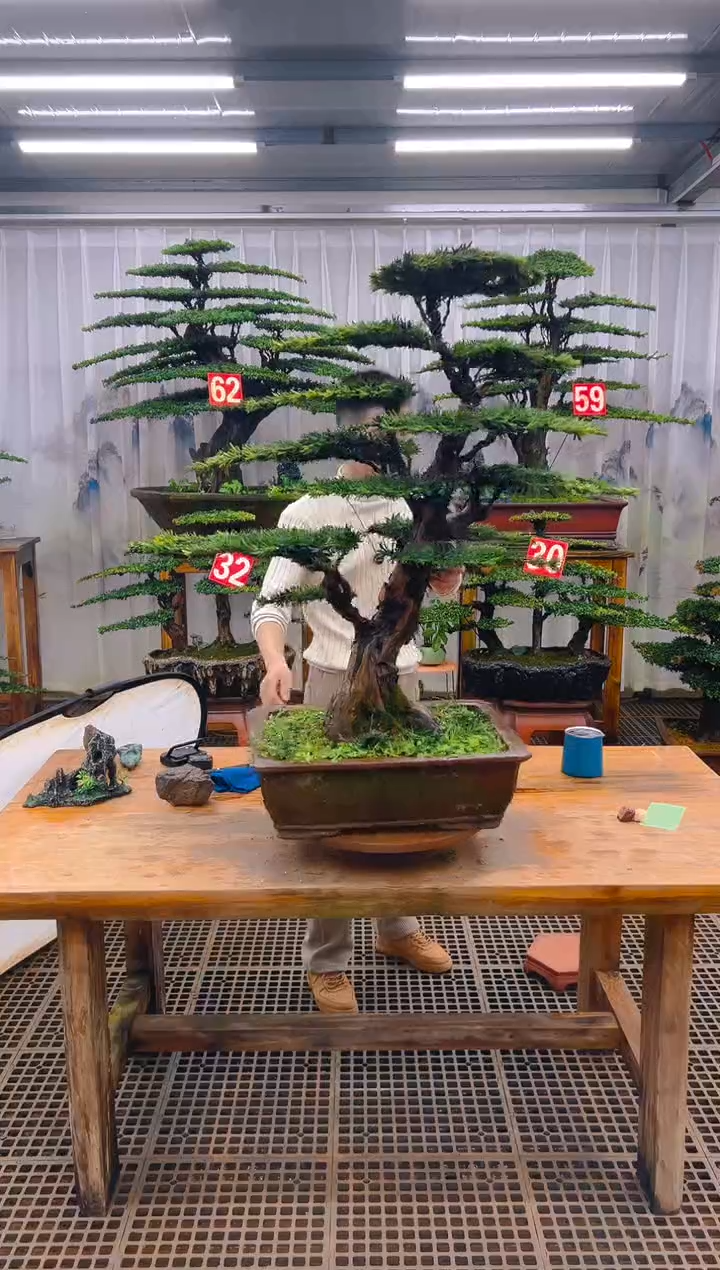 无花朵扬****️精品盆景直播间一物一拍