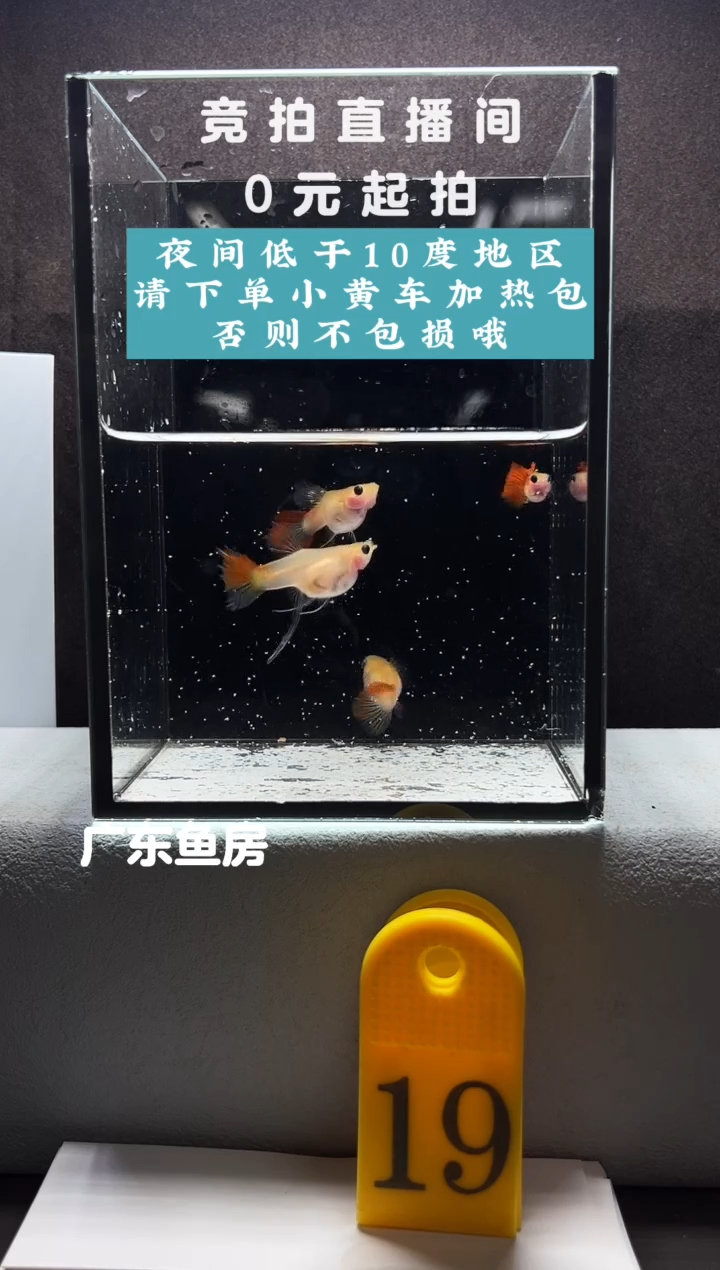 孔雀鱼银河琉璃一对4只编号19