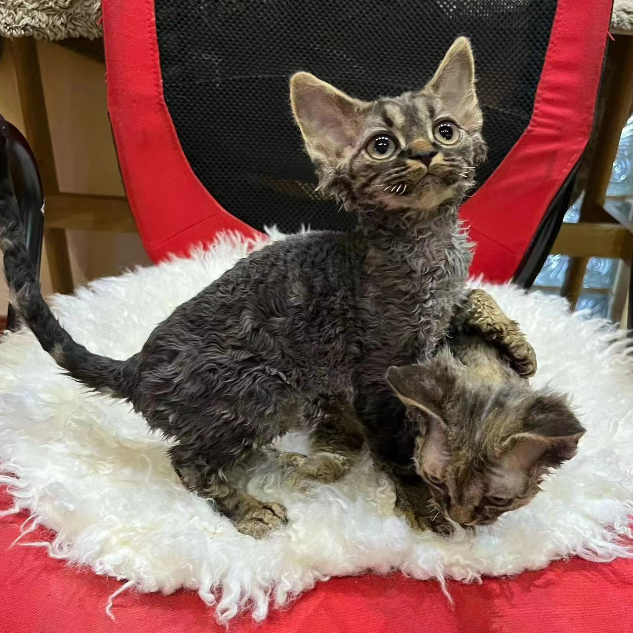 德文卷毛猫甜美可爱