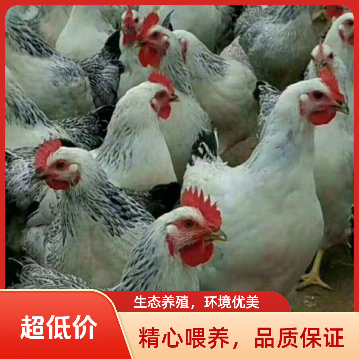 白芦花鸡宠物鸡三斤以上好喂养