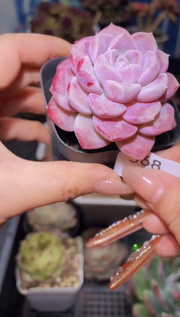 【闪购商品】368粉色波点