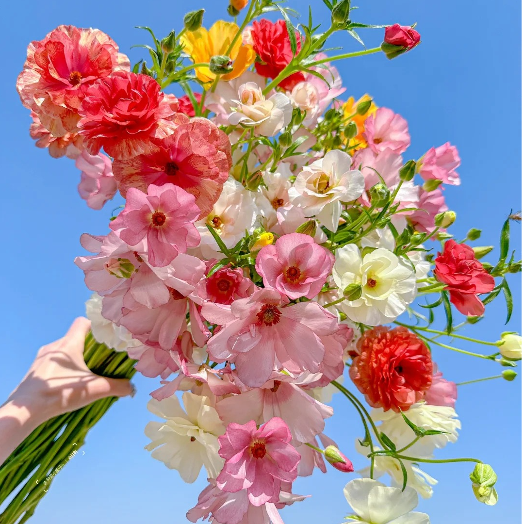 【莫奈花园专属】蝴蝶洋牡丹自带珠光仙气鲜切花云南基地直发顺丰