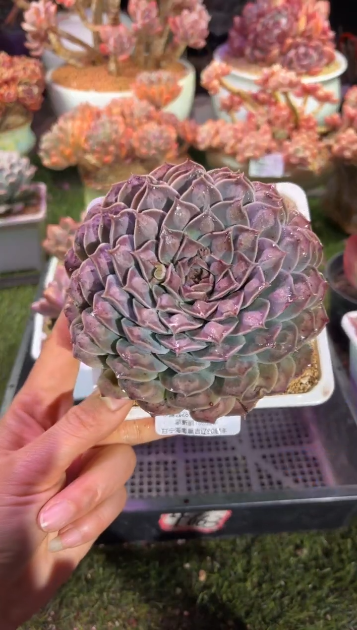 【闪购商品】08535