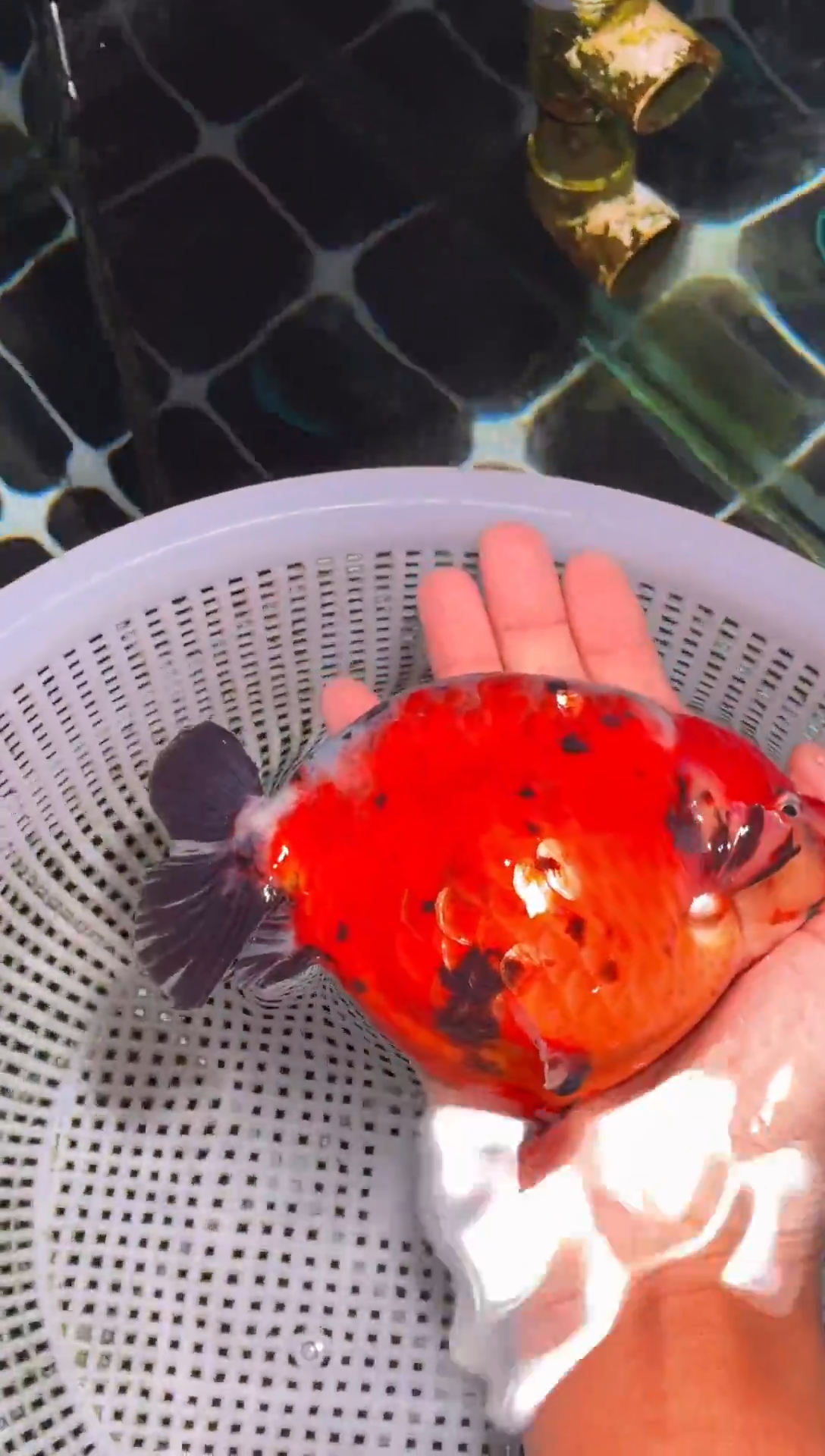 金鱼（运费到付，马印灯下展示）福州追鱼兰寿金鱼