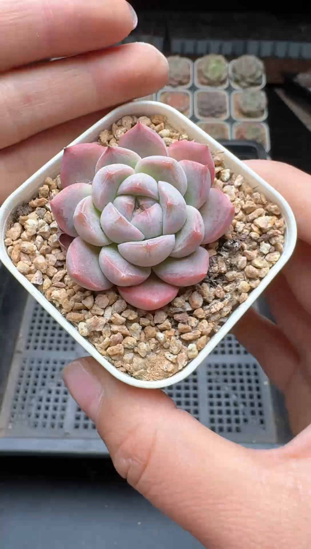 【闪购商品】258号一物一拍珍妮多肉花卉植物3颗起发