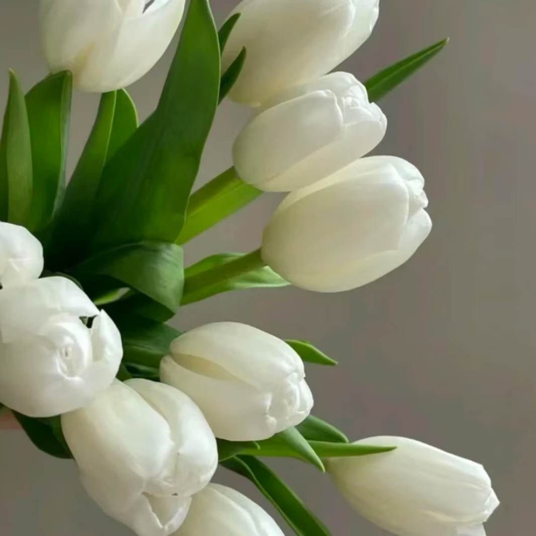 【白色郁金香】专享链接可做吸色，手捧花的郁金香