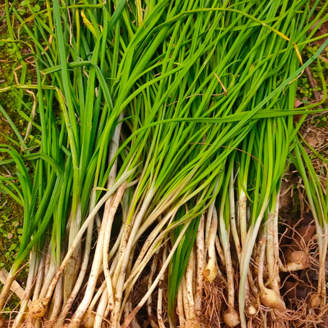 【书记推荐】农家现摘野蒜