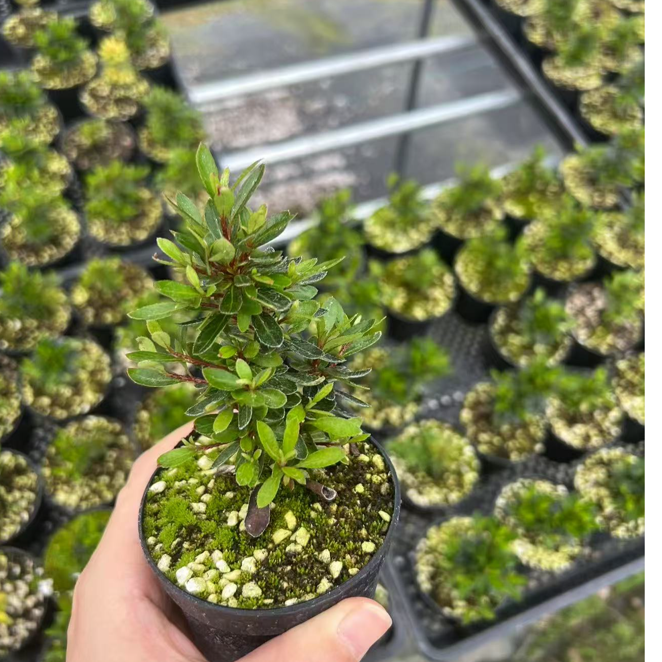 精品小绿植 杜鹃