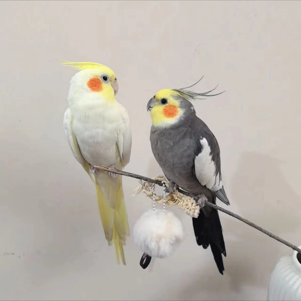 3精选【玄凤鹦鹉】手养玄凤鹦鹉会唱歌会说话亲人粘人宠物鸟