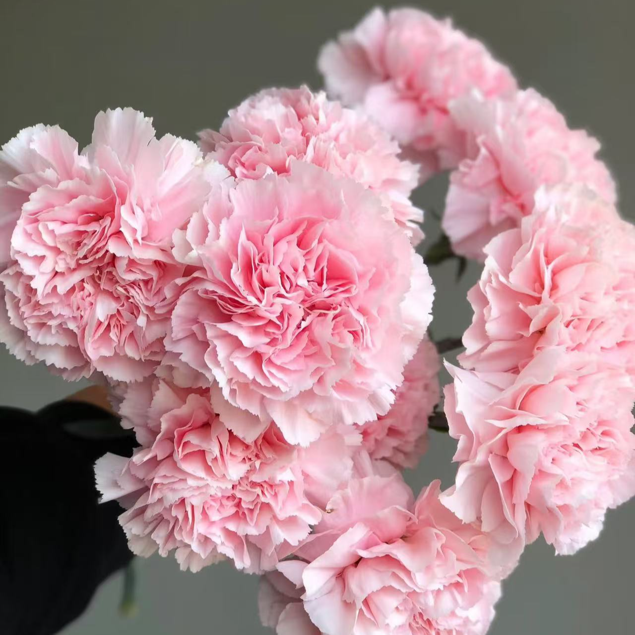 【粉钻康乃馨】变异尤香 尤香系列康乃馨 粉红色